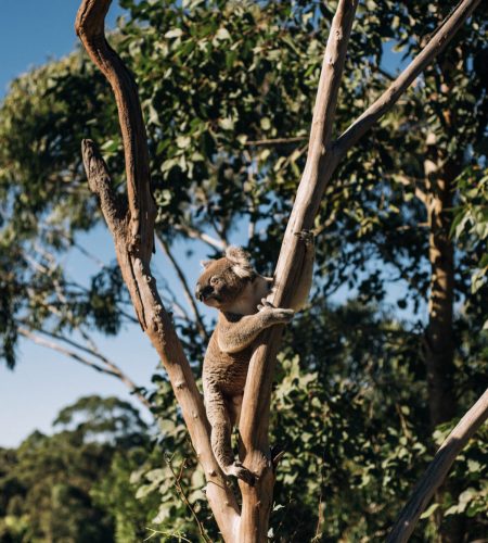 Koala Tea Kratom